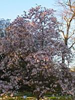 Magnolia Stellata (fam Magnoliacees) (Japon) (Photo F. Mrugala) (3)